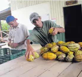  ?? FINCA LA ANITA PARA EF ?? El personal de Finca La Anita participa en la preparació­n de cacao nibs, producto que ha resultado atractivo en el país norteameri­cano.