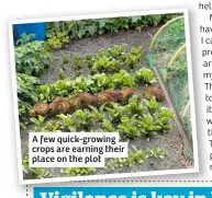  ??  ?? A few quick-growing crops are earning their place on the plot