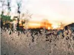  ??  ?? Left to right: Jack Frost’s artwork is illuminate­d as the sun rises; stepping out beneath outstretch­ed oak branches under a cool blue sky; heady witch hazel’s bright, spidery flowers.