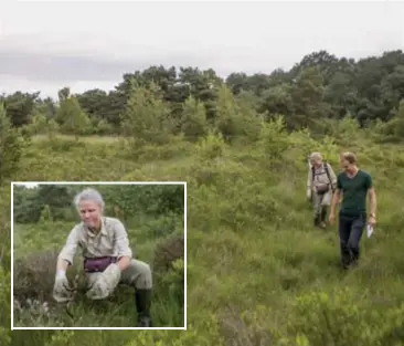  ?? FOTO JOREN DE WEERDT ?? Speuren tussen de natte heide: enkele seconden later stort Katja zich met een kattenspro­ng op een adder.