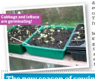  ??  ?? Cabbage and le uce are germinatin­g!