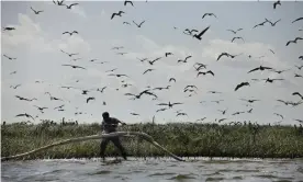  ?? Photograph: Gerald Herbert/AP ?? A man lays oil0absorb­ent boom as oil from the Deepwater Horizon oil spill impacts Cat Island in Barataria Bay, Louisiana, in 2010.