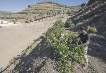  ?? Foto: EFE ?? Die Avocado-Produktion, schätzen Experten, könnte sich in der Saison 2022/23 halbieren.