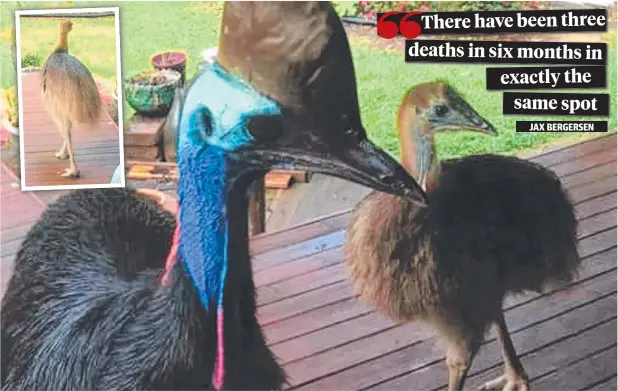  ?? Picture: NIKITA PINEAPPLE ?? ANOTHER DEATH: Merlin the southern cassowary photograph­ed at a Black Mountain Rd property hours before a young bird was killed on Thursday.