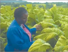  ??  ?? Daphne Bayayi in her tobacco farm
