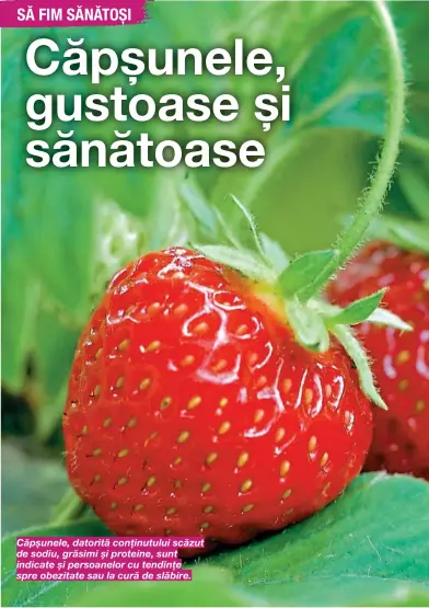  ??  ?? Căpșunele, datorită conținutul­ui scăzut de sodiu, grăsimi și proteine, sunt indicate și persoanelo­r cu tendințe spre obezitate sau la cură de slăbire.