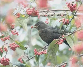  ?? ?? Blackbird and cotoneaste­r berries ©Roger Wilmshurst Sussex Wildlife Trust