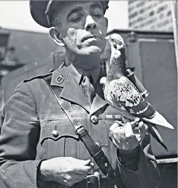  ??  ?? Operation Columba: Captain Caiger of the British Army Pigeon Service, holding a carrier pigeon similar to Pigeon NURP 39 TTTI