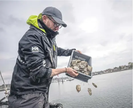  ?? ?? Nearly 15,000 oysters are helping create an oyster bed.
Picture: James Blake/Blue Marine Foundation/PA Wire