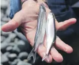  ??  ?? A scientist displays a male, left, and female capelin at Middle Cove Beach, N.L.