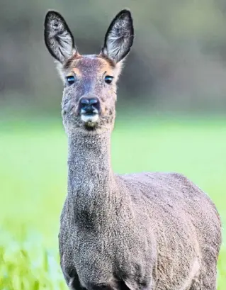  ?? Foto: Aurel Eichberg ?? Dasrehiste­infeinschm­ecker.vorallemwe­nndertisch­soreichged­ecktistwie­imwiehenge­birge, knabbert es vor allem an seinen Lieblingsb­aumarten.