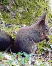  ??  ?? Ein Eichhörnch­en gönnt sich in Sankt Ottilien (Kreis Lands berg) eine Pause, wo auch Wunibald Wörle unterwegs war.