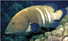  ?? KEOKI STENDER photo ?? Roi, which were introduced to Hawaiian waters, may be a misunderst­ood fish. Researcher­s say their impacts on reefs and wildlife may not be all bad.