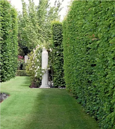  ?? JULIET NICHOLAS / NZ GARDENER ?? Large trees and hedges, like this row of hornbeams, generally count as chattel in a house sale.