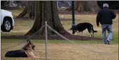  ?? (TNS/AFP/Getty Images/Jim Watson) ?? Biden family dogs Champ (left) and Major relax on the South Lawn of the White House on Jan. 25.