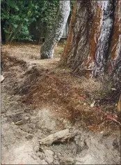  ?? COURTESY CITY OF CARMEL ?? A photo showing A lArge tree root torn By whAt the city of CArmel sAys wAs A front-loAder. The contrActor wAs fined $50,000.