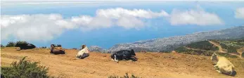  ??  ?? Auf der Hochebene Paul da Serra auf Madeira genießen außer Tanja Berghaus auch die die portugiesi­schen Kühe den tollen Ausblick über die Insel und den Atlantik.