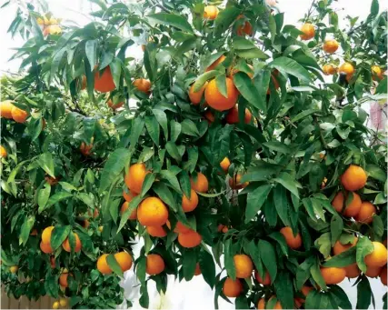  ?? DR ?? Municípios do Golungo Alto e Camabatela possuem condições climáticas e solos aráveis para a produção massiva de laranja e limão