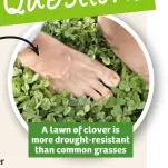  ??  ?? A lawn of clover is more drought-resistant than common grasses