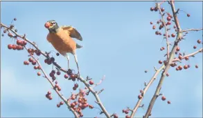  ?? Hearst CT Media file photo ?? A robin takes flight after plucking a berry from a tree at Fodor Farm in Norwalk.