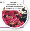  ??  ?? Use needles as mulch for ericaceous plants like azaleas