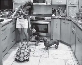  ??  ?? Hedieh Sepehri feeds treats to her pets, Cassie, Nathan and Turtwig, in her kitchen. Turtwig is a sulcata tortoise who escaped from the family’s backyard in Coral Gables and was found via Nextdoor messages.