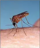  ??  ?? Le virus usutu est transmis par le Culex, un moustique commun.