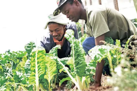  ?? Picture: NEIL BAYNES ?? SUSTAINABL­E: A new project is helping rural farmers grow vegetables that are tolerant of drought and floods.