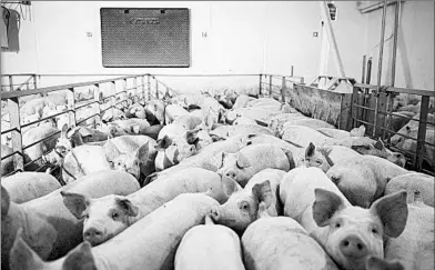  ?? JENN ACKERMAN/THE NEW YORK TIMES ?? Coronaviru­s outbreaks at meatpackin­g plants have created a backlog of pigs for slaughter, but with no facilities to do it.