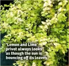  ??  ?? ‘Lemon and Lime’ privet always looks as though the sun is bouncing off its leaves