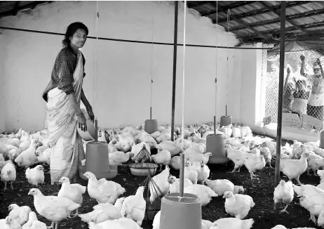  ??  ?? Most poultry farms keep chickens in confined areas lacking proper sanitation and mix antibiotic­s with the animal feed to prevent disease