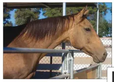  ??  ?? BAD DEAL: After 13 years, Ariel (above) was returned to her rightful owner, Rod Vilencia (right). But Vilencia estimates that his legal bills and other expenses amounted to more than $60,000.