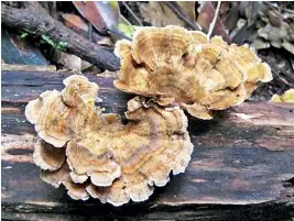  ??  ?? Fungi can be used to create fire-retardant, termite resistant, insulating bricks