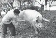  ?? ZOU HONG / CHINA DAILY ?? Breeder Gong Guocheng brushes Strong Pig as the animal takes a stroll at the Jianchuan Museum Cluster in Chengdu’s Dayi county in Sichuan province earlier this month.