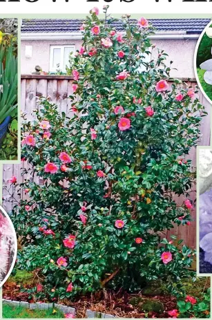  ??  ?? PLYMOUTH Arnold Barnes, 88, used his camellia for Xmas decoration­s