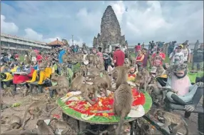  ?? ?? Numerosos monos comen fruta durante la fiesta de los primates en la provincia de Lopburi, en Tailandia