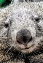  ?? BILD: SN/APA/AFP/BILLABONG SANCTUARY/HANDOUT ?? Der australisc­he Wombat Tonka ist tot.