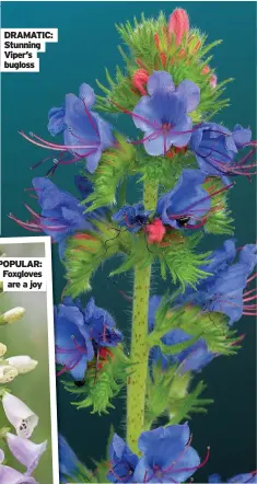  ??  ?? DRAMATIC: Stunning Viper’s bugloss
POPULAR: Foxgloves are a joy