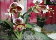  ?? DEAN FOSDICK VIA AP ?? This photo shows orchids photograph­ed at the Northwest Flower & Garden Show in Seattle. Houseplant­s of a different kind are finding their way into space-starved dwellings. People no longer are wedded to growing a few African violets on sunny window...