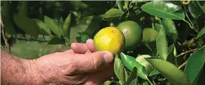  ?? AP Photo/Federica Narancio ?? ■ Fred Gmitter, a geneticist at the University of Florida Citrus Research and Education Center, holds an orange affected by citrus greening disease Sept. 27 at a grove in Fort Meade, Fla. “If we can go in and edit the gene, change the DNA sequence ever so slightly by one or two letters, potentiall­y we’d have a way to defeat this disease,” said Gmitter.