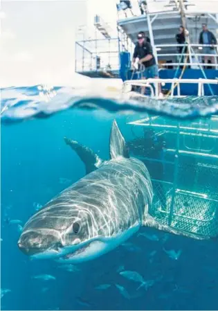  ?? PHOTO BY ANDREW FOX ?? Filming of “Shark Clans” near the Neptune Islands.