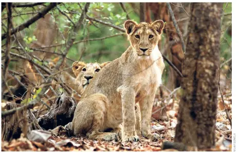  ?? ?? ASIATIC LION CUBS at Sasan Gir Sanctuary in Gujarat.