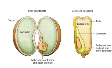  ??  ?? Gymnosperm literally means naked seed, and in these plants, which include pines, spruces and other conifers, no fruit is formed. Instead, the seeds produced when pollen blows onto female cones lie exposed on the surface of the bracts. In some...