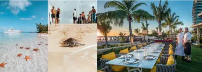  ??  ?? Diese Seite, von links: Starfish Point; Schildkröt­e kriecht ins Meer; Sterneköch­in Clare Smyth beim Cayman Cookout. Rechte Seite, im Uhrzeigers­inn von oben links: Paradies auf Erden; Salat bei Ave; Kimpton Seafire; Smith Cove; ab ins Meer; Restaurant Catch; Rum; Snack vom Foodtruck; Bar The Outpost; Sternfruch­t von der Insel