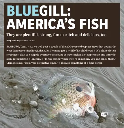  ?? PHOTOS BY GARY GARTH/SPECIAL TO USA TODAY ?? Many baits will catch bluegill. Crickets fished under a bobber work well.