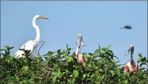  ?? Arkansas Democrat-Gazette/BRYAN HENDRICKS ?? Roseate spoonbills are among the many wading birds nesting right now at Hampton’s Reservoir in Arkansas County.