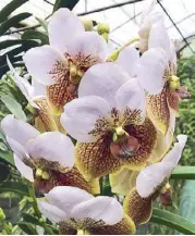  ??  ?? The Vanda Sanderiana or waling-waling will be on display at the Orchid Festival from Aug. 30 to Sept. 9 at the Flower Garden of the Quezon Memorial Circle.