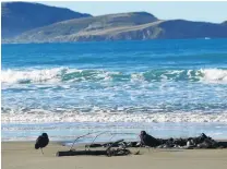 ?? PHOTO: RICHARD DAVISON ?? For the birds . . . Oystercatc­hers could be among species gaining further protection from dogs at Jacks Bay in the Catlins, if a YellowEyed Penguin Trust proposal gains traction.
