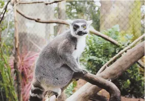  ?? PHOTO COURTESY OF VISIT TAMPA ?? CHECK IT OUT: See a ring-tailed lemur, above, at the Florida Aquarium or ride the Cheetah Hunt at Busch Gardens, right.