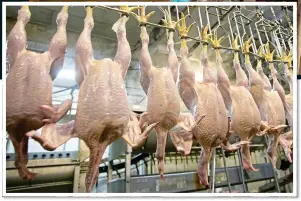  ??  ?? HEALTH FEARS: US chickens are often washed in chlorinate­d water